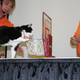 Illustration for article titled Cats Being CAThletes: An Afternoon at the CFA Iams Cat Championship